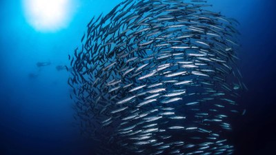 Marine Strategy Framework Directive (MSFD) data and assessments